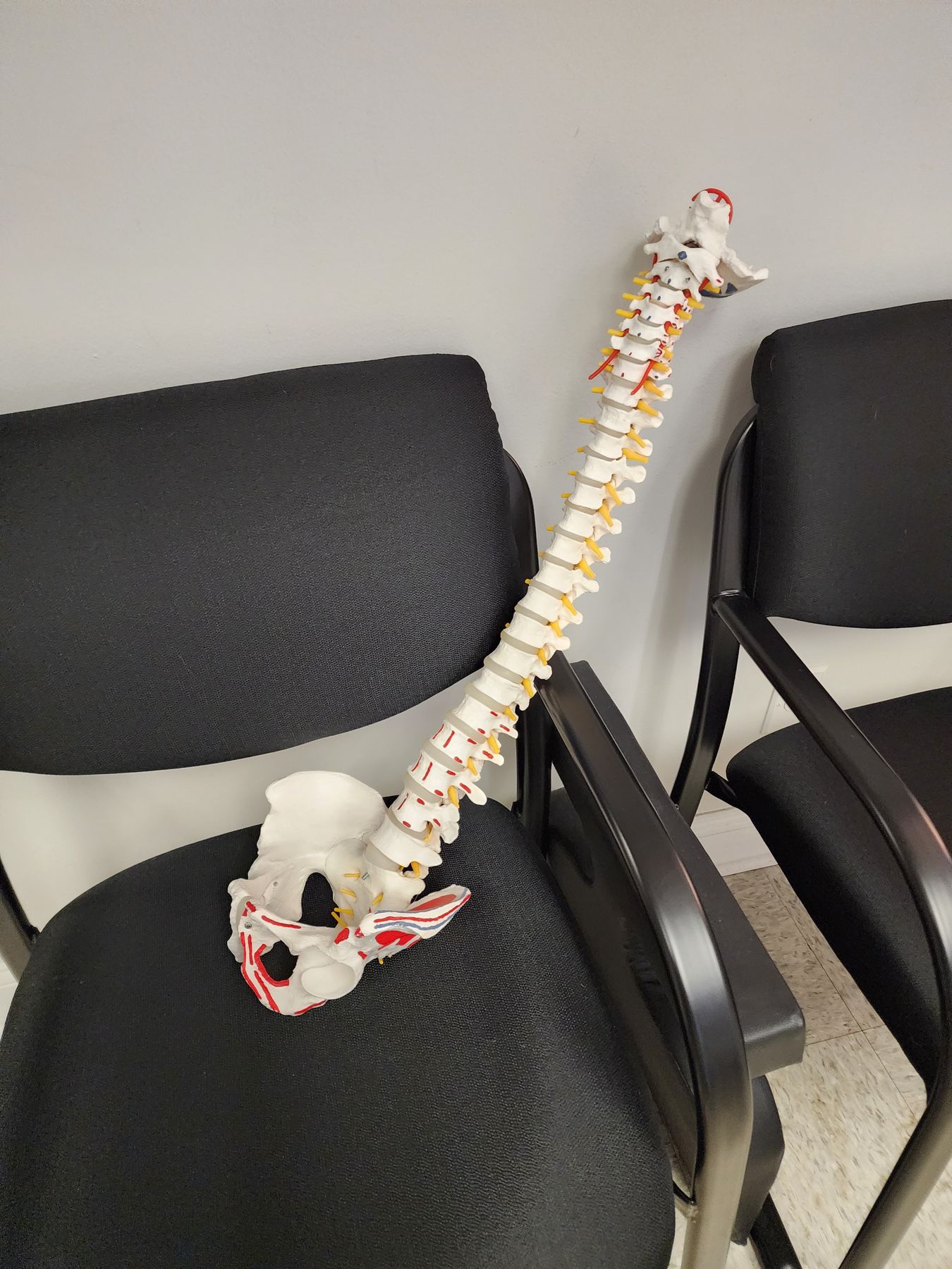 Anatomical spine model showing the cervical vertebrae and nerve roots at the top of the spine